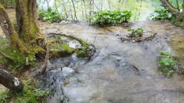 Bir dağ nehri akıyor. Su ve nehir manzarası