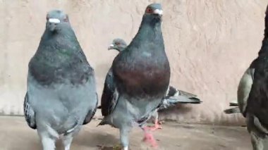 Güvercinler ellerindeki tahılları yerler. Güvercinleri besliyor