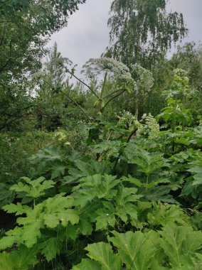 Heracleum sosnowskyi yaban domuzu. Sosnovsky 'nin borş otu. beyaz çiçekler