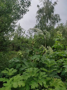 Heracleum sosnowskyi yaban domuzu. Sosnovsky 'nin borş otu. beyaz çiçekler