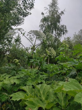 Heracleum sosnowskyi yaban domuzu. Sosnovsky 'nin borş otu. beyaz çiçekler