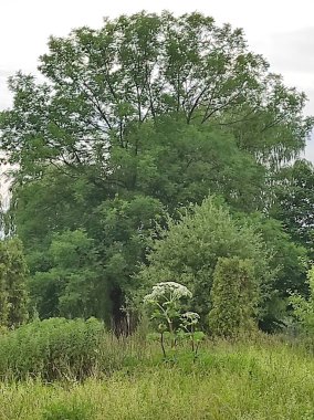 Heracleum sosnowskyi yaban domuzu. Sosnovsky 'nin borş otu. beyaz çiçekler