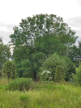Heracleum sosnowskyi yaban domuzu. Sosnovsky 'nin borş otu. beyaz çiçekler