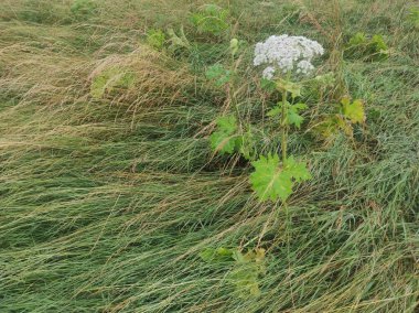 Heracleum sosnowskyi yaban domuzu. Sosnovsky 'nin borş otu. beyaz çiçekler