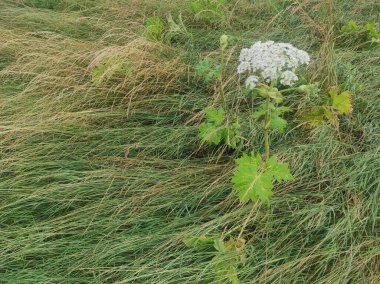 Heracleum sosnowskyi yaban domuzu. Sosnovsky 'nin borş otu. beyaz çiçekler