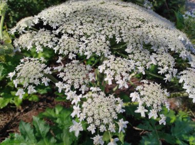 Heracleum sosnowskyi yaban domuzu. Sosnovsky 'nin borş otu. beyaz çiçekler