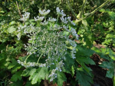 Heracleum sosnowskyi yaban domuzu. Sosnovsky 'nin borş otu. beyaz çiçekler