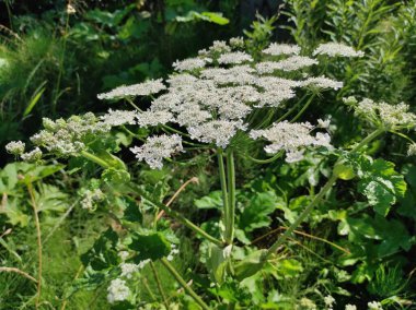 Heracleum sosnowskyi yaban domuzu. Sosnovsky 'nin borş otu. beyaz çiçekler