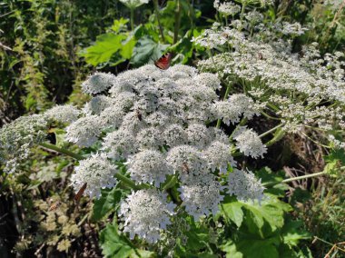 Heracleum sosnowskyi yaban domuzu. Sosnovsky 'nin borş otu. Beyaz çiçeklerdeki kelebek