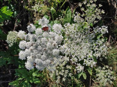 Heracleum sosnowskyi hogweed. Sosnovsky's borscht weed. butterfly on white flowers clipart