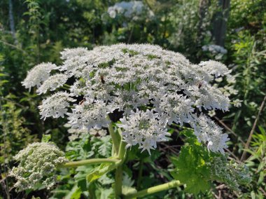 Heracleum sosnowskyi yaban domuzu. Sosnovsky 'nin borş otu. beyaz çiçekler