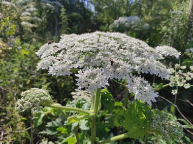 Heracleum sosnowskyi yaban domuzu. Sosnovsky 'nin borş otu. beyaz çiçekler