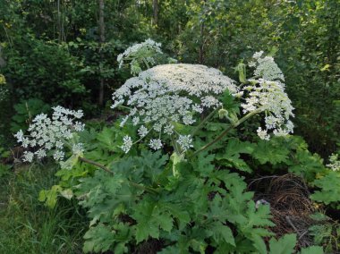 Heracleum sosnowskyi yaban domuzu. Sosnovsky 'nin borş otu. beyaz çiçekler