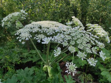 Heracleum sosnowskyi yaban domuzu. Sosnovsky 'nin borş otu. beyaz çiçekler