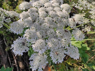 Heracleum sosnowskyi yaban domuzu. Sosnovsky 'nin borş otu. beyaz çiçekler