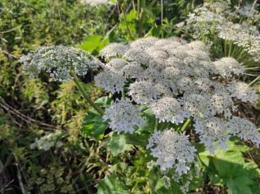 Heracleum sosnowskyi yaban domuzu. Sosnovsky 'nin borş otu. beyaz çiçekler