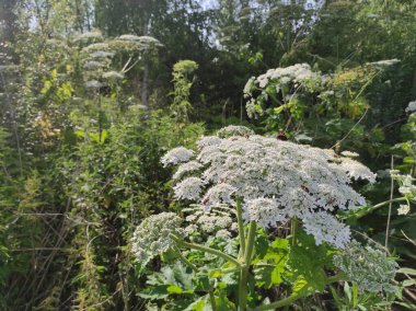 Heracleum sosnowskyi yaban domuzu. Sosnovsky 'nin borş otu. beyaz çiçekler