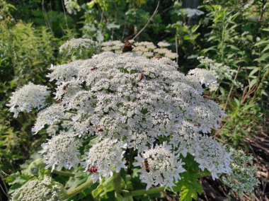 Heracleum sosnowskyi yaban domuzu. Sosnovsky 'nin borş otu. beyaz çiçekler