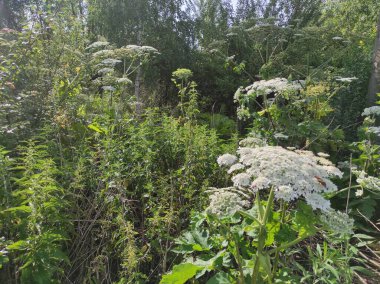 Heracleum sosnowskyi hogweed. Sosnovsky's borscht weed. white flowers clipart