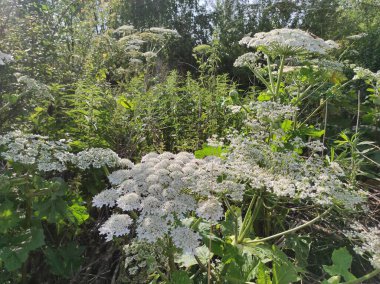 Heracleum sosnowskyi yaban domuzu. Sosnovsky 'nin borş otu. beyaz çiçekler