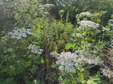 Heracleum sosnowskyi yaban domuzu. Sosnovsky 'nin borş otu. beyaz çiçekler