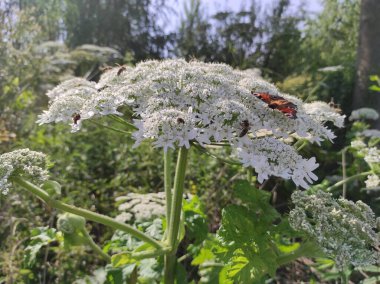 Heracleum sosnowskyi yaban domuzu. Sosnovsky 'nin borş otu. Beyaz çiçeklerdeki kelebek