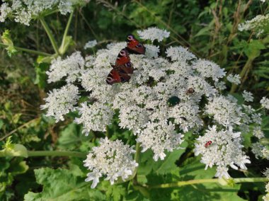 Heracleum sosnowskyi yaban domuzu. Sosnovsky 'nin borş otu. Beyaz çiçeklerdeki kelebek