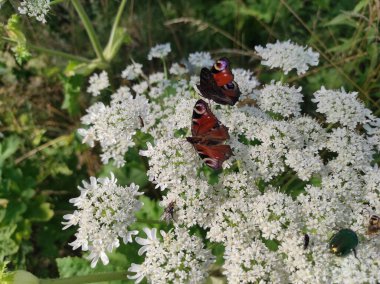 Heracleum sosnowskyi yaban domuzu. Sosnovsky 'nin borş otu. Beyaz çiçeklerdeki kelebek