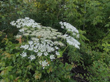 Heracleum sosnowskyi yaban domuzu. Sosnovsky 'nin borş otu. beyaz çiçekler