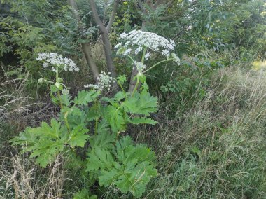 Heracleum sosnowskyi yaban domuzu. Sosnovsky 'nin borş otu. beyaz çiçekler