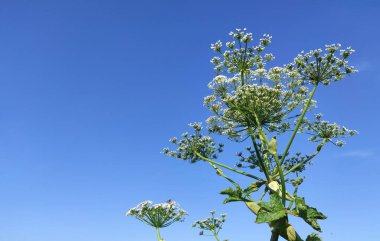Sosnovsky 'nin borş otu. Ot bitkisi Sosnowsky. Mavi gökyüzünde bitki