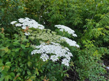 Heracleum sosnowskyi yaban domuzu. Sosnovsky 'nin borş otu. beyaz çiçekler