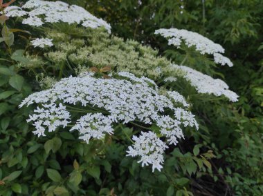 Heracleum sosnowskyi yaban domuzu. Sosnovsky 'nin borş otu. beyaz çiçekler
