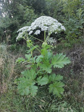 Heracleum sosnowskyi yaban domuzu. Sosnovsky 'nin borş otu. beyaz çiçekler