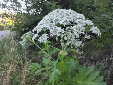 Heracleum sosnowskyi yaban domuzu. Sosnovsky 'nin borş otu. beyaz çiçekler