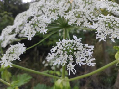 Heracleum sosnowskyi yaban domuzu. Sosnovsky 'nin borş otu. beyaz çiçekler