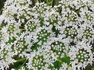 Heracleum sosnowskyi yaban domuzu. Sosnovsky 'nin borş otu. beyaz çiçekler
