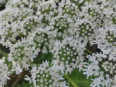 Heracleum sosnowskyi yaban domuzu. Sosnovsky 'nin borş otu. beyaz çiçekler