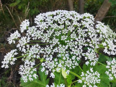 Heracleum sosnowskyi yaban domuzu. Sosnovsky 'nin borş otu. beyaz çiçekler