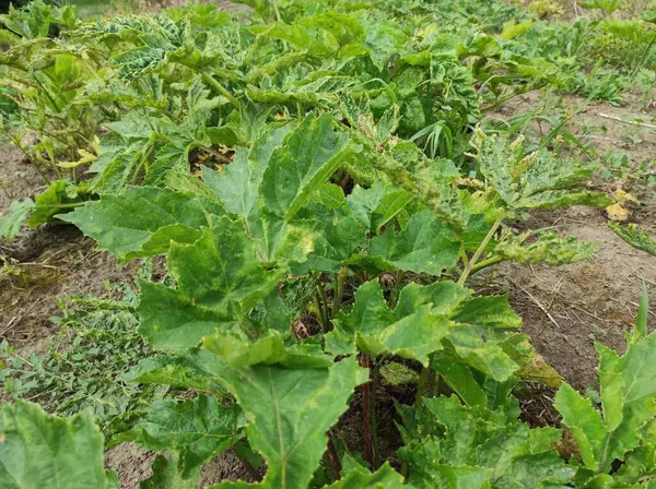 stock image Sosnovsky's borscht weed. weed plant Sosnowsky. green leaf texture