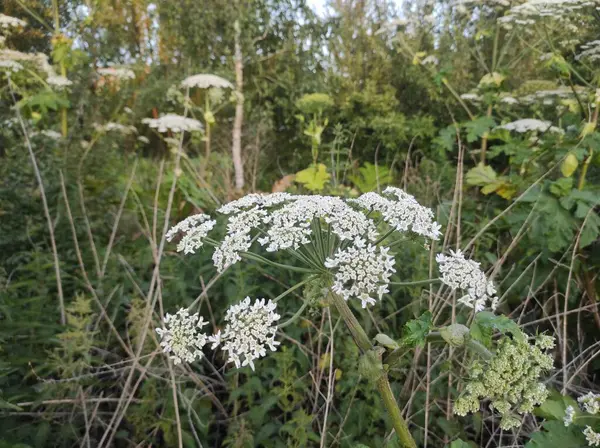 Heracleum sosnowskyi yaban domuzu. Sosnovsky 'nin borş otu. beyaz çiçekler