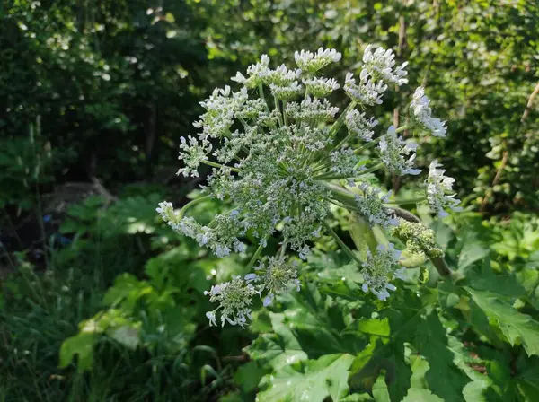 stock image Heracleum sosnowskyi hogweed. Sosnovsky's borscht weed. white flowers