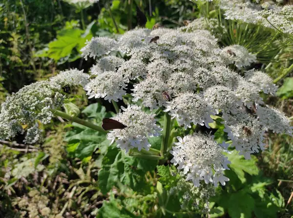 stock image Heracleum sosnowskyi hogweed. Sosnovsky's borscht weed. white flowers