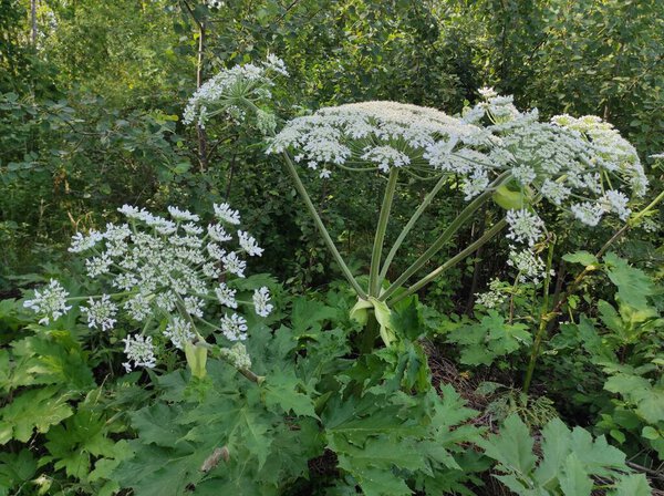 Heracleum sosnowskyi hogweed. Sosnovsky's borscht weed. white flowers