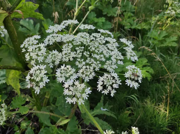 Heracleum sosnowskyi yaban domuzu. Sosnovsky 'nin borş otu. beyaz çiçekler