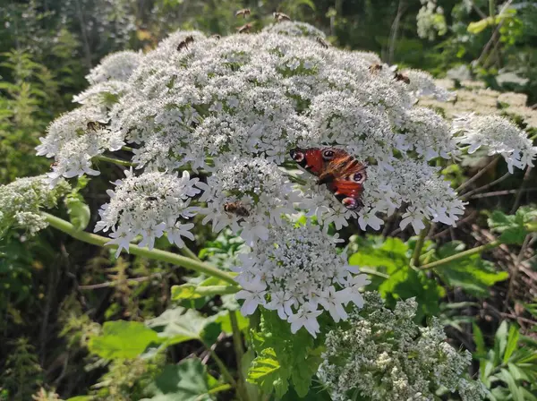 Heracleum sosnowskyi yaban domuzu. Sosnovsky 'nin borş otu. Beyaz çiçeklerdeki kelebek