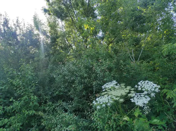 stock image Heracleum sosnowskyi hogweed. Sosnovsky's borscht weed. white flowers