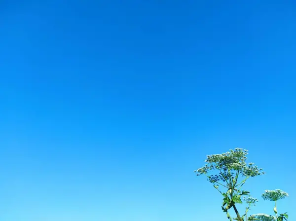 stock image Sosnovsky's borscht weed. weed plant Sosnowsky. plant on  blue sky