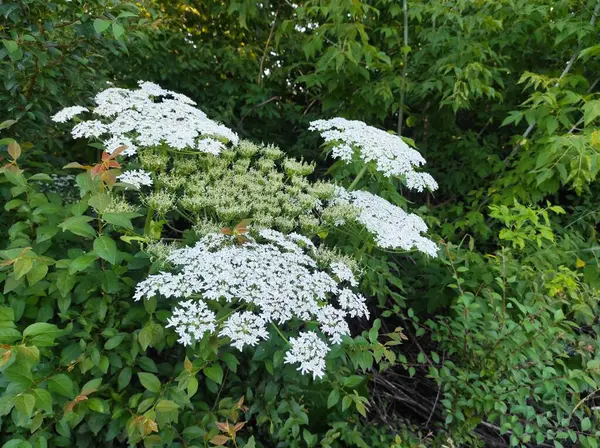 Heracleum sosnowskyi yaban domuzu. Sosnovsky 'nin borş otu. beyaz çiçekler