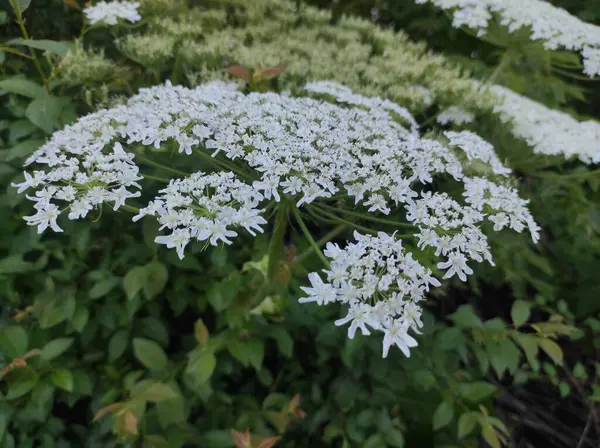 stock image Heracleum sosnowskyi hogweed. Sosnovsky's borscht weed. white flowers